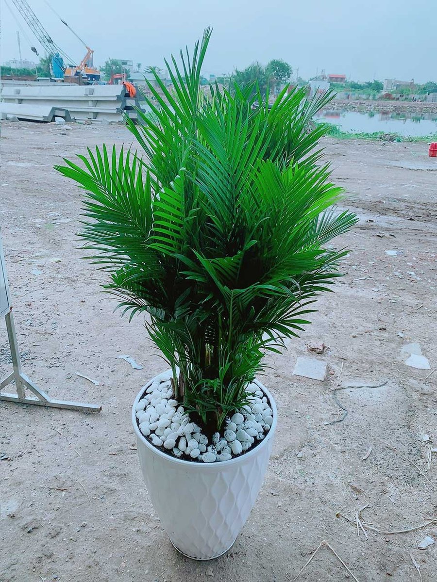 Cau Nhật Mẫu 001