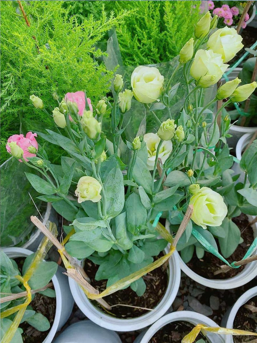 Cát Tường Mẫu 001
