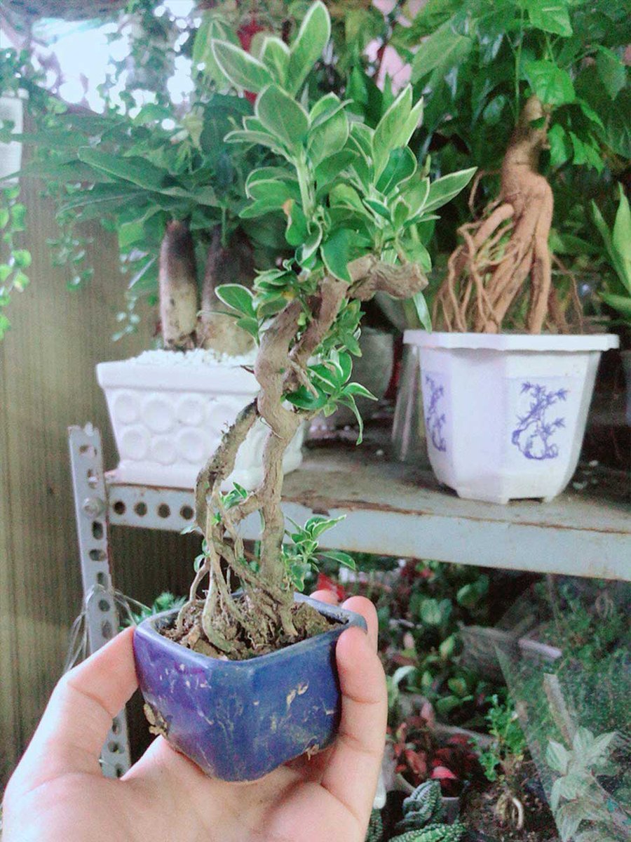 Bạch Tuyết Mai 001