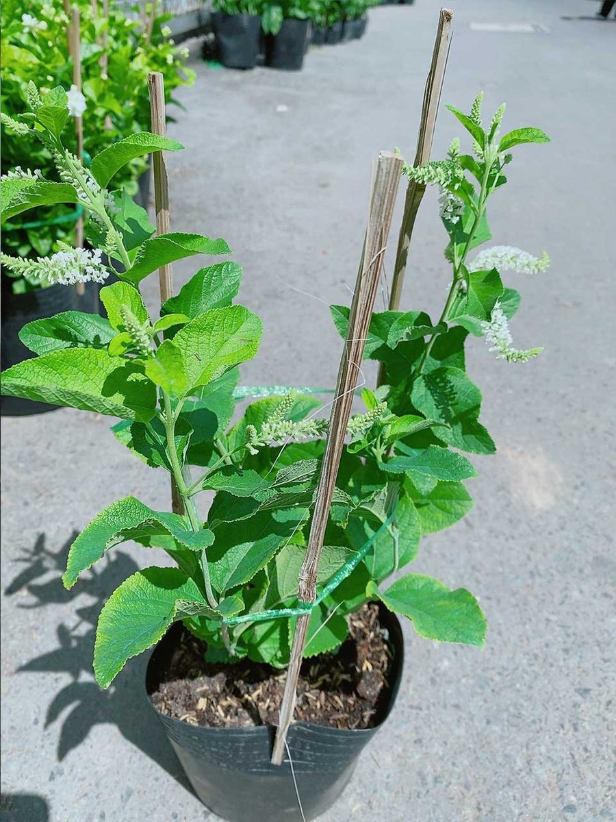 Bạch Trầm Hương 001