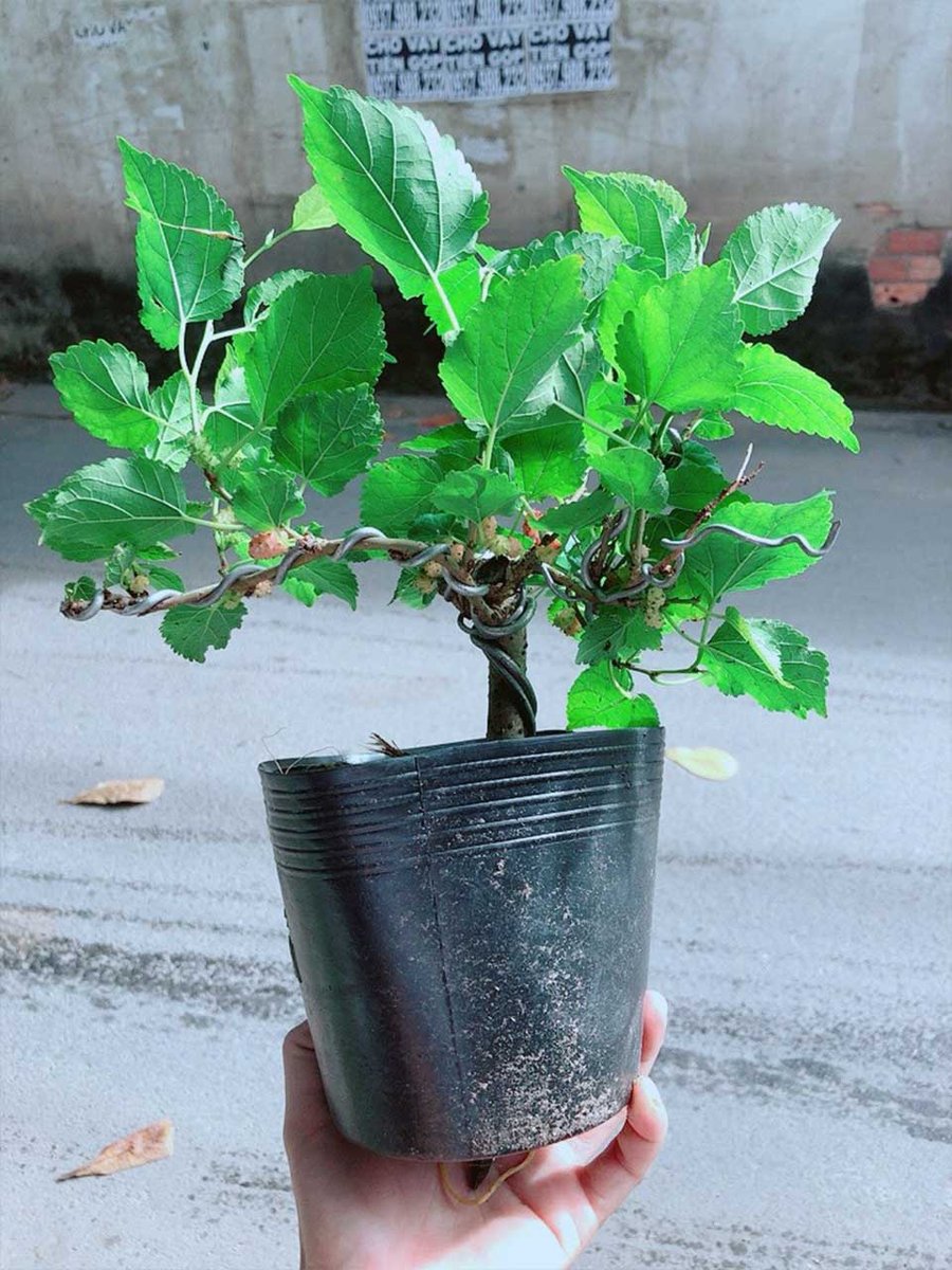 Cây Dâu Tầm Bonsai Mẫu 001