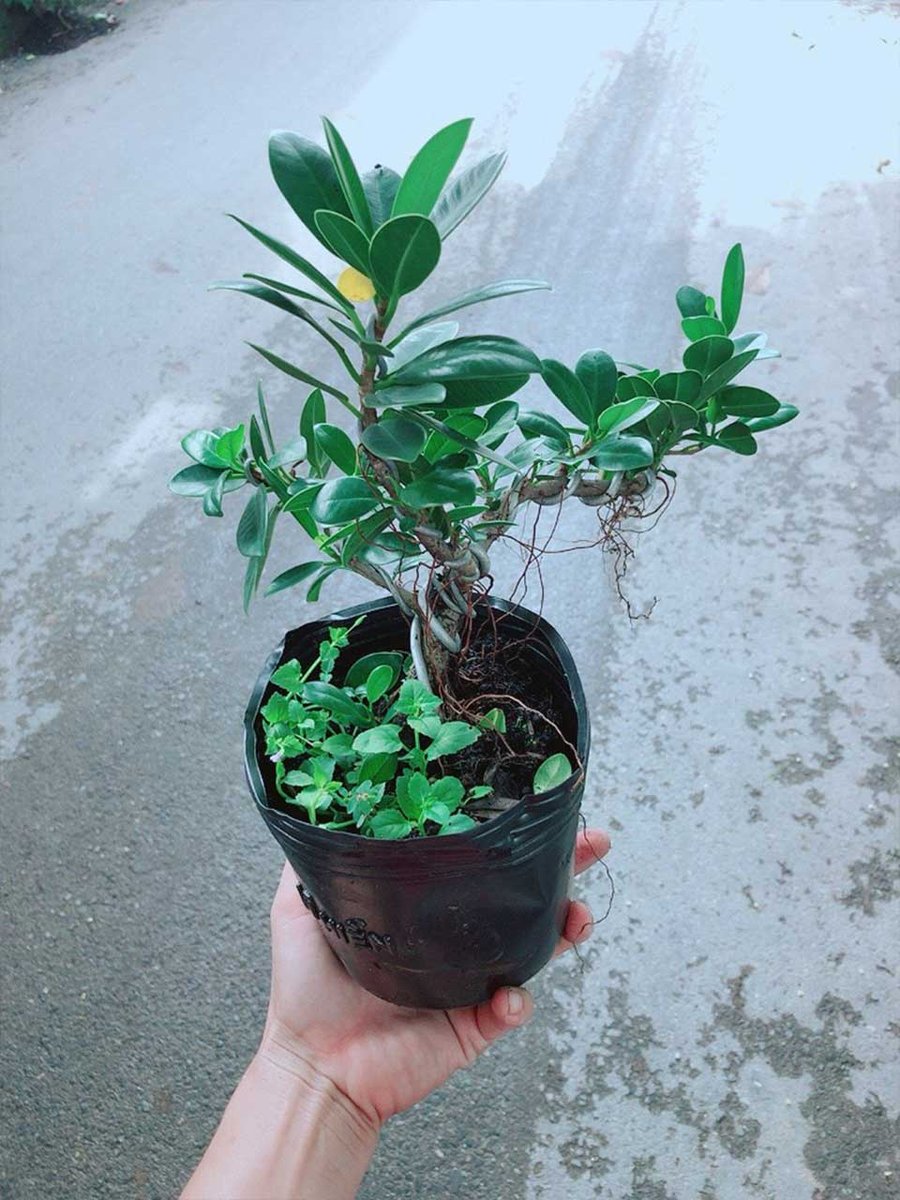 Cây Da Nhật Bonsai Mẫu 001