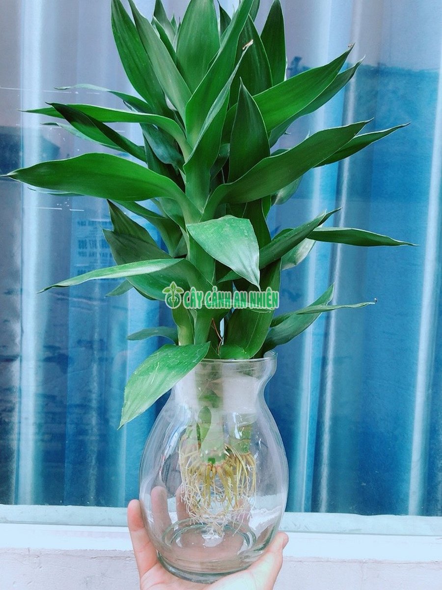 Cây Phát Tài Búp Sen 3 Thân Trồng Đất Và Nước