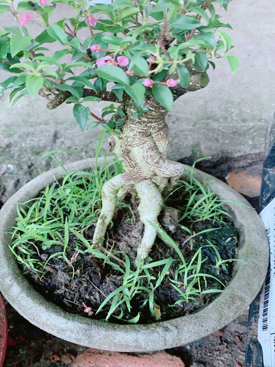 Cây Ngọc Mai Mẫu 001