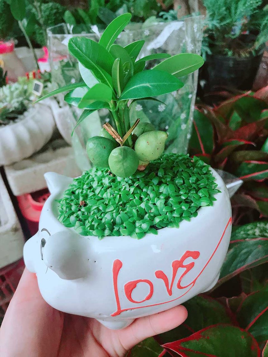 Cây May Mắn Tài Lộc Mẫu 001
