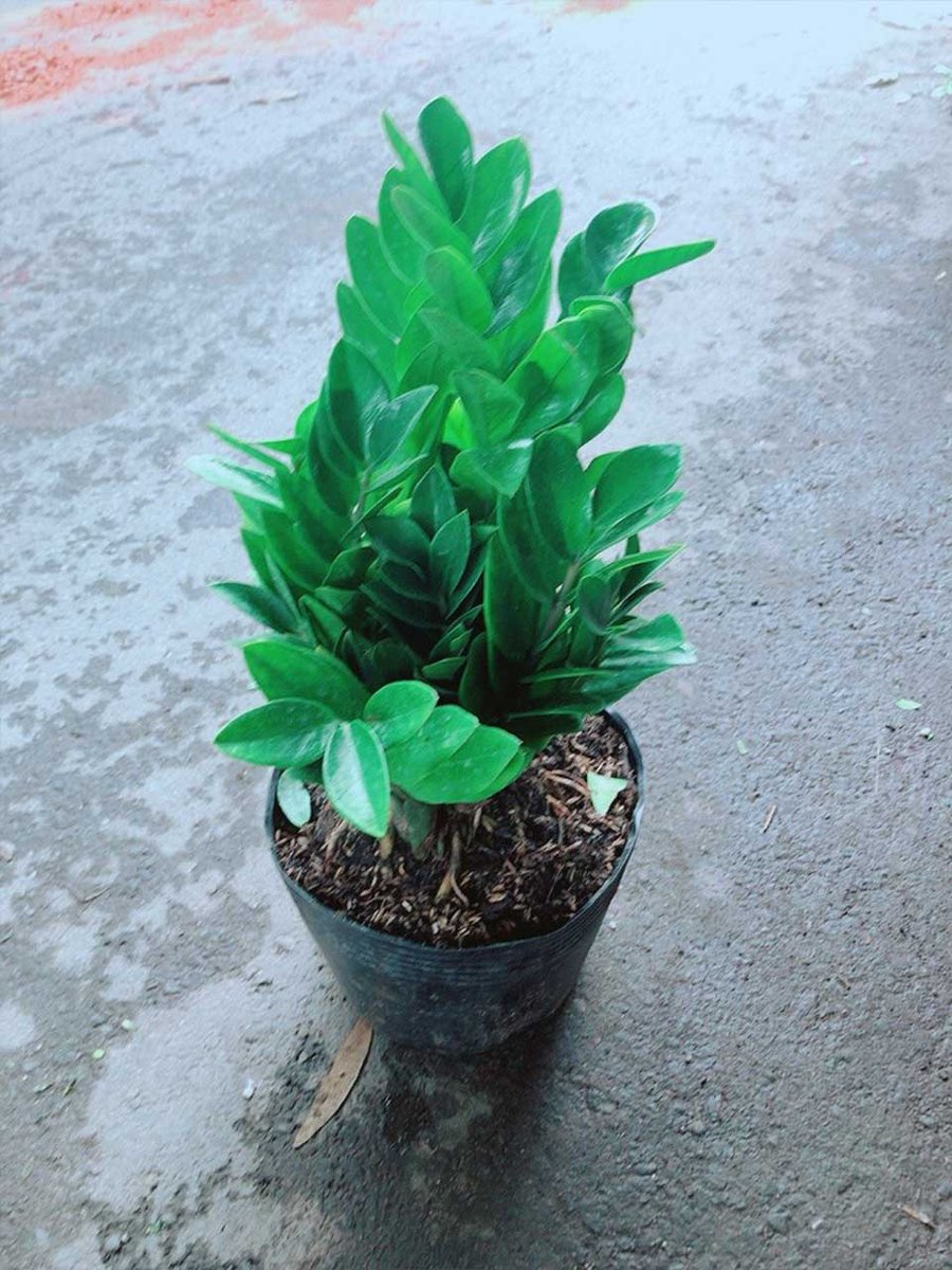 Cây Kim Tiền Mẫu 001