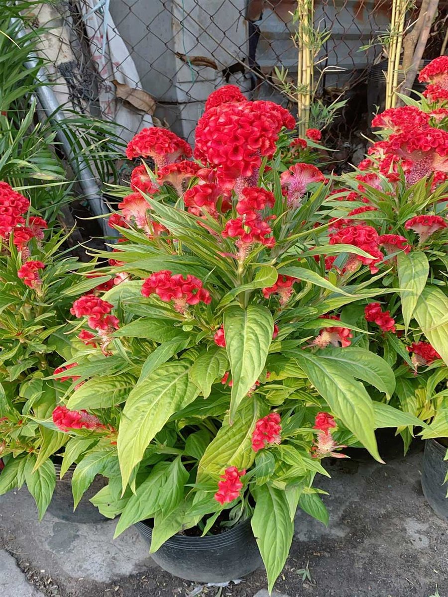 Cây Hoa Mào Gà Mẫu 001
