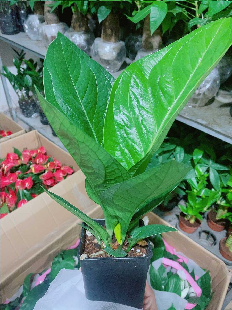 Cây Thần Tài 75 Mẫu 001