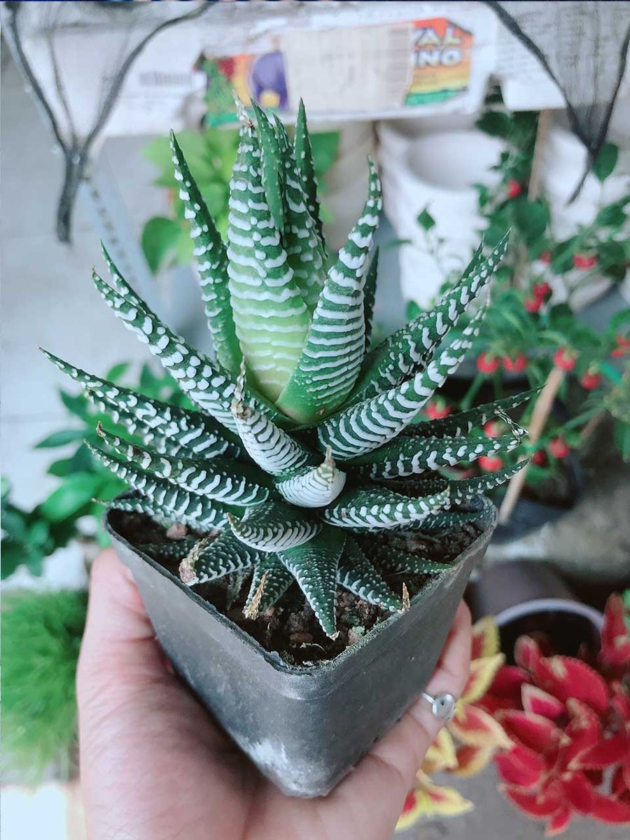 Móng Rồng Mẫu 001