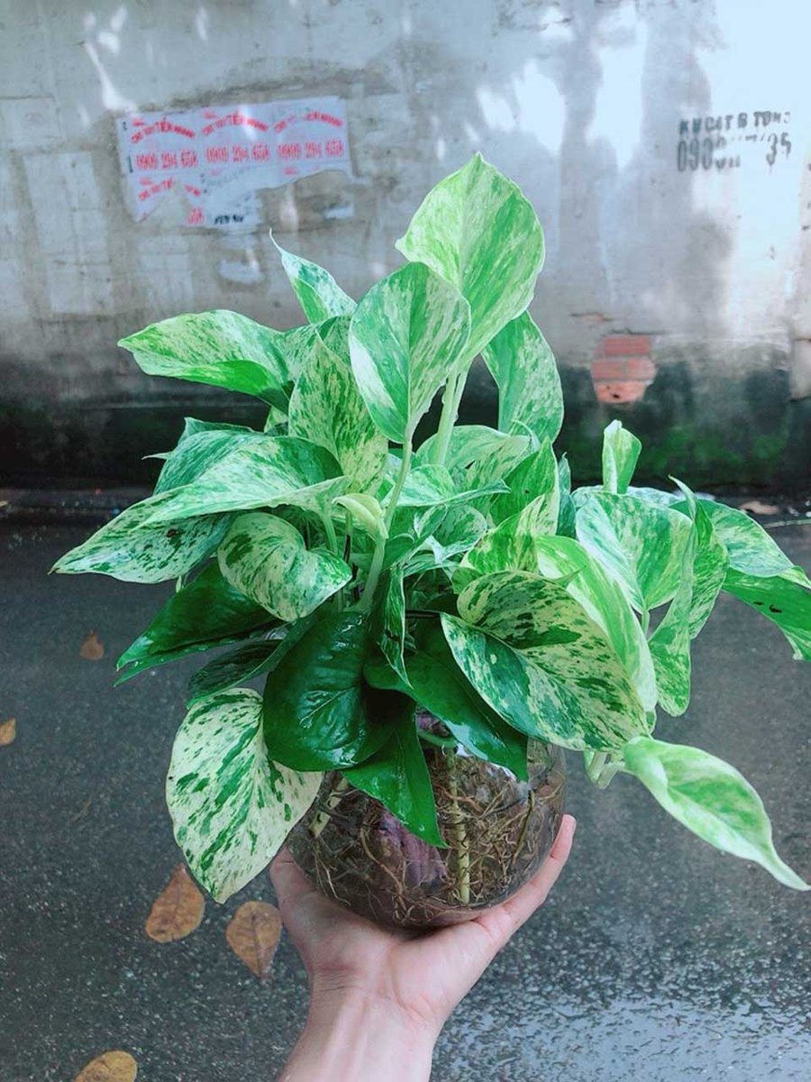 Trầu Bà Đế Vương Xanh Mẫu 001