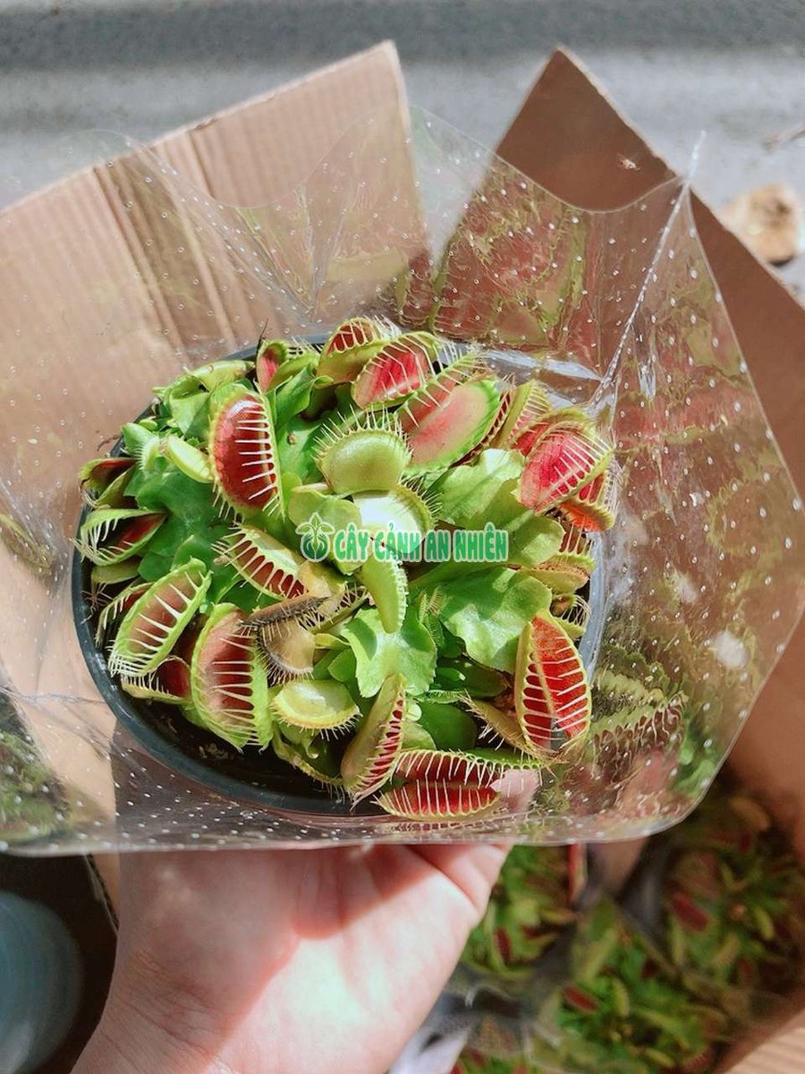 Cây Bẫy Kẹp