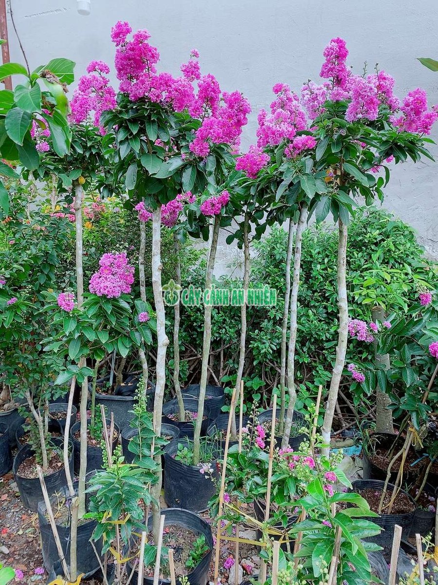 Cây Bằng Lăng Tím