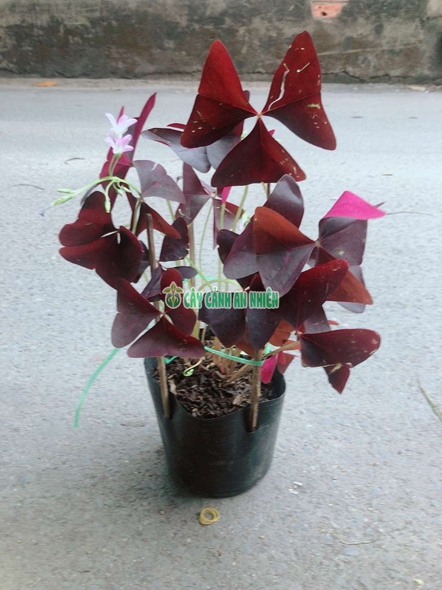 Cây Bướm Đêm