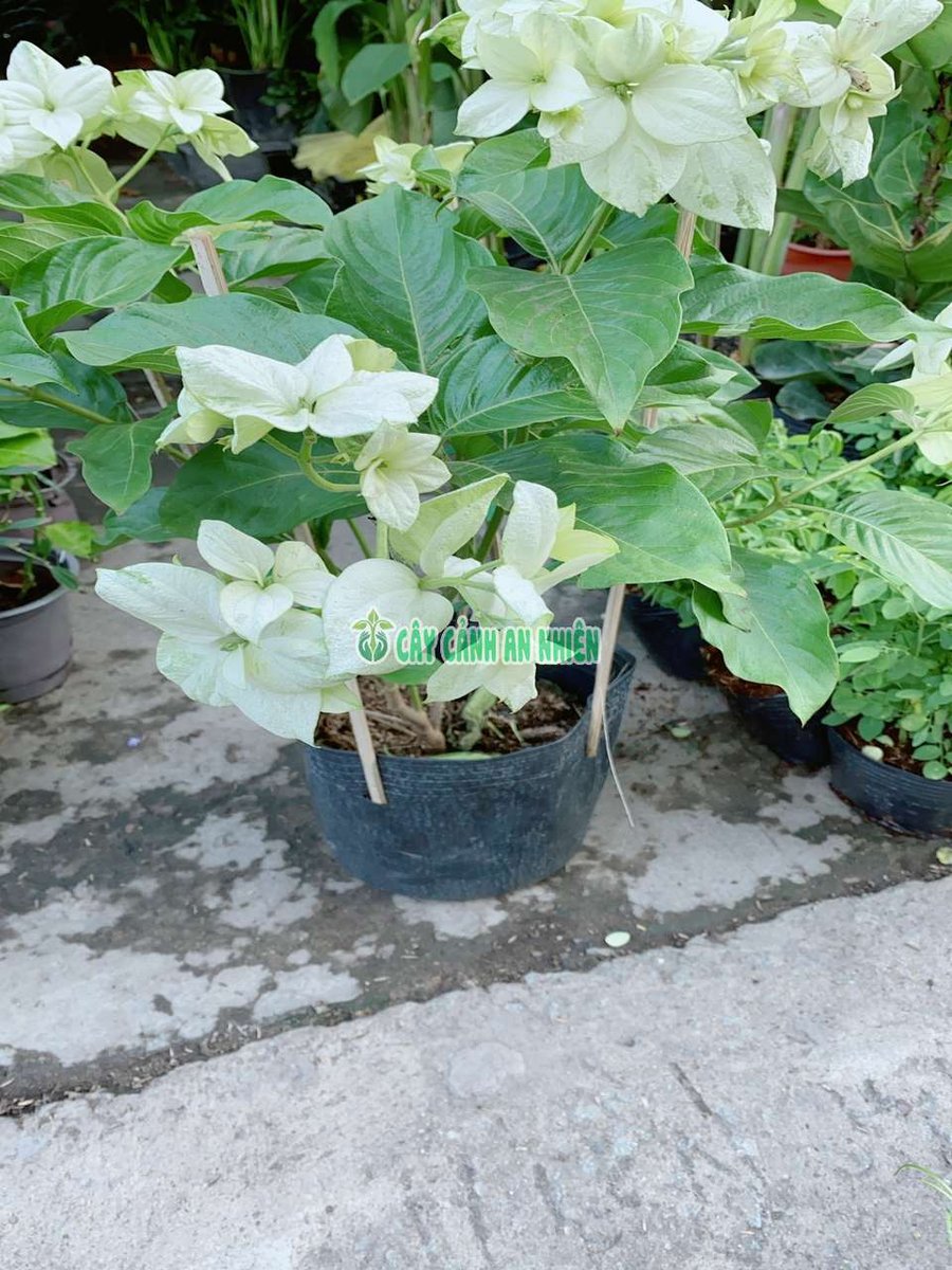 Cây Bướm Trắng