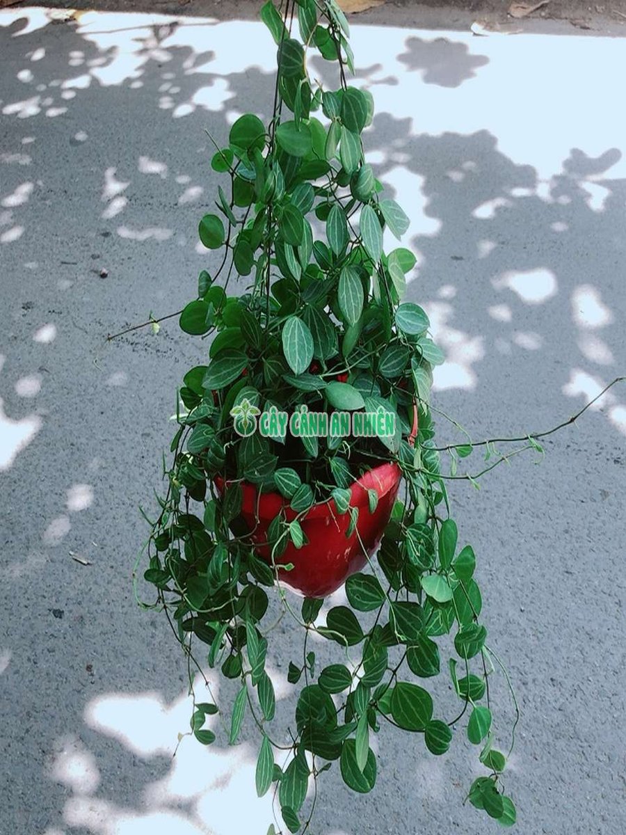 Cây Đồng Tiền Dây Leo