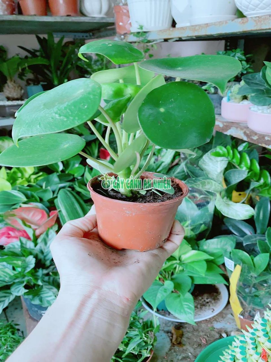 Cây Đồng Xu