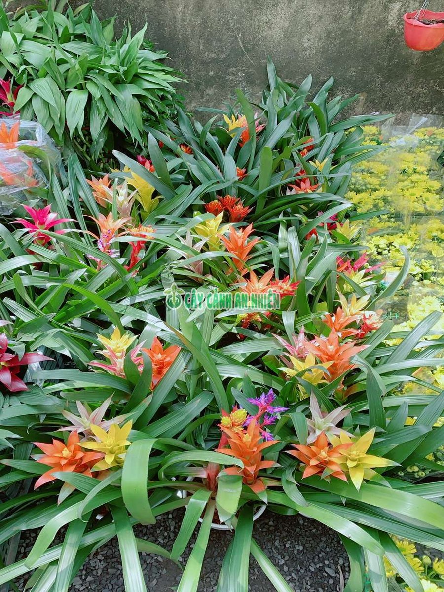 Cây Phong Lộc Hoa