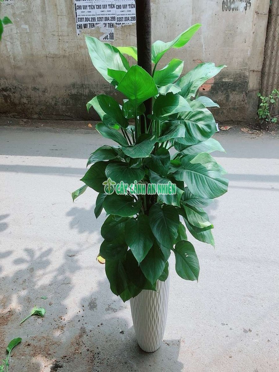 Cây Trầu Bà Leo Cột