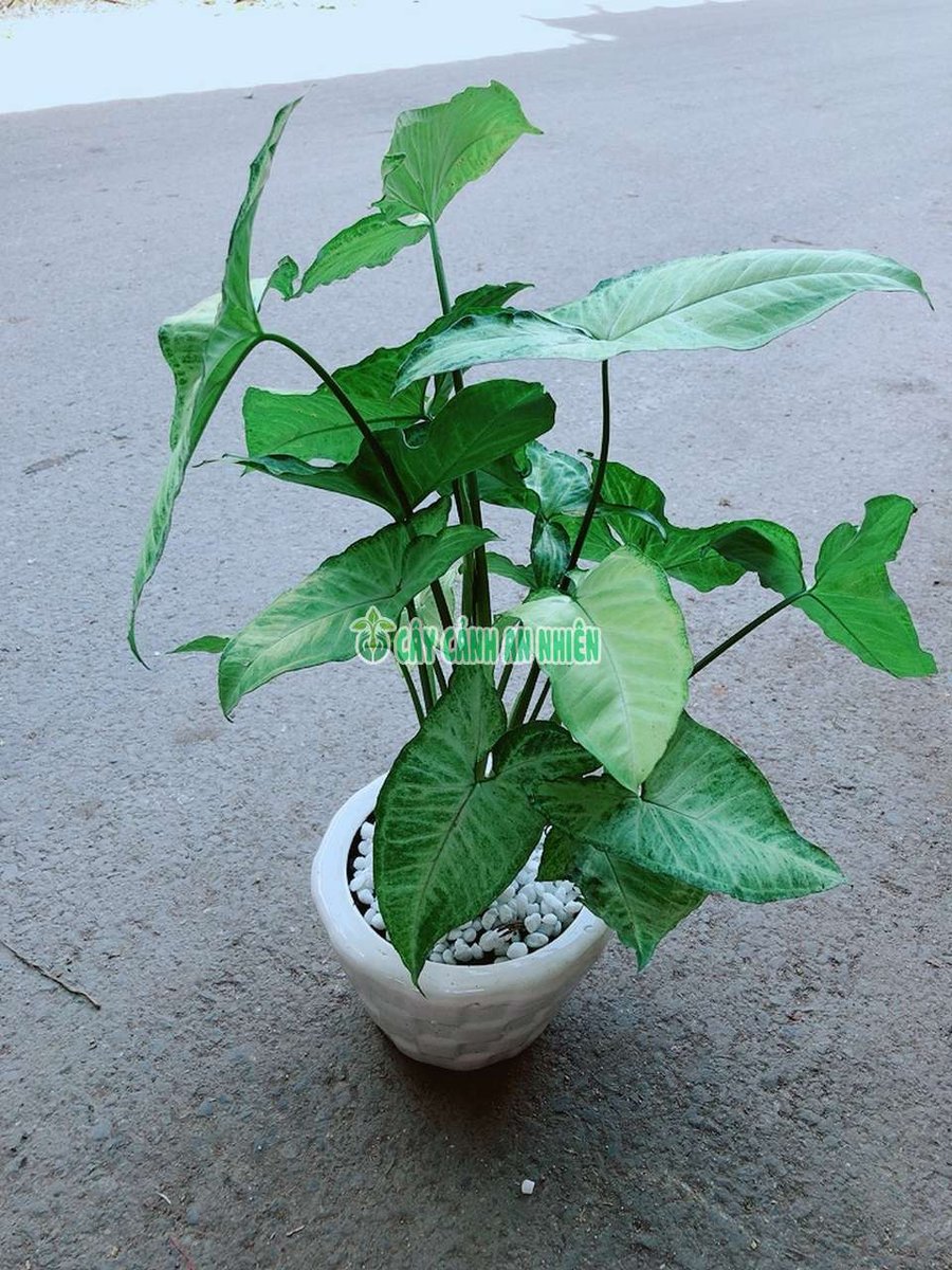 Cây Trầu Bà Lá Trắng
