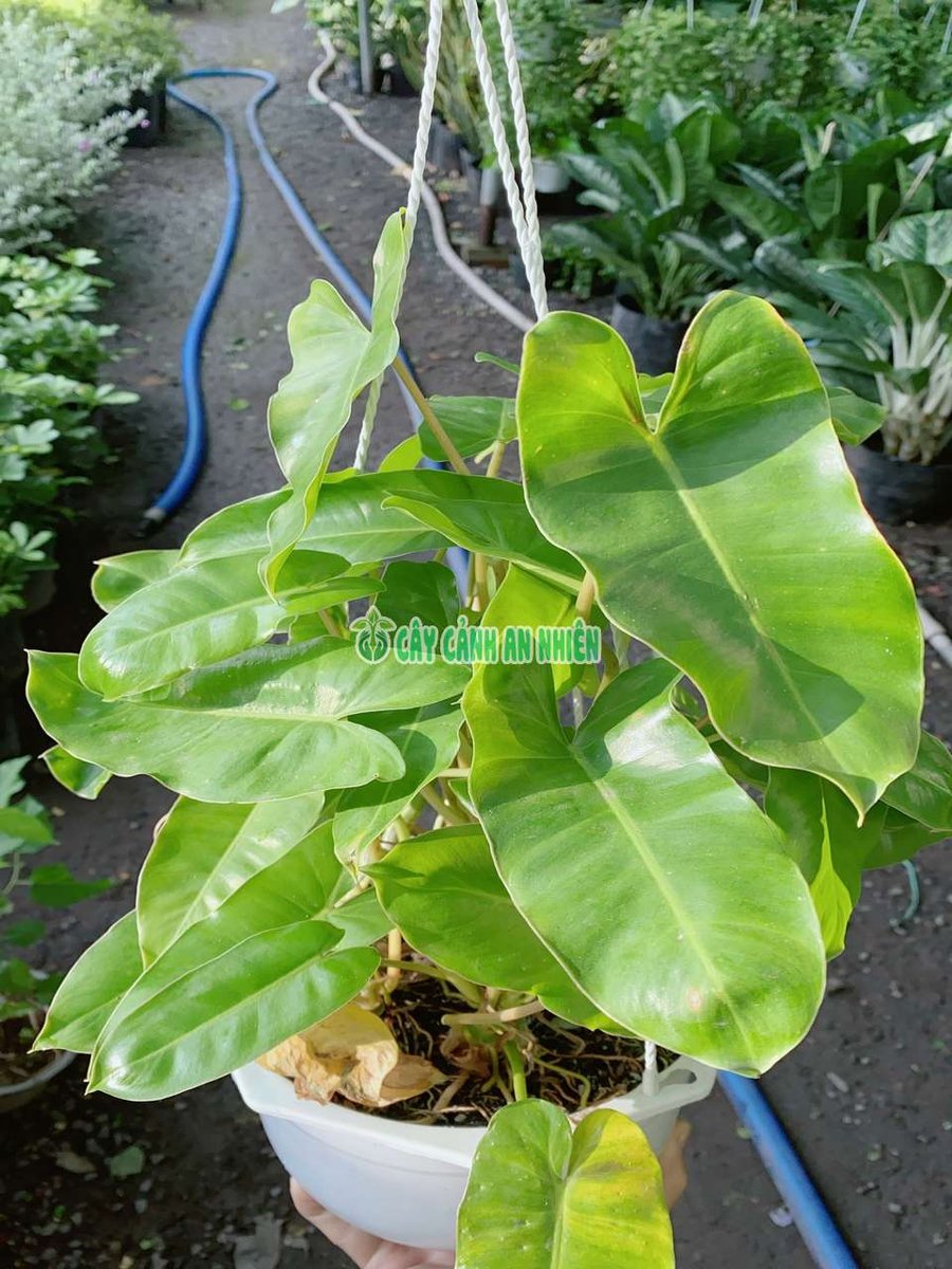 Cây Trầu Bà Tỷ Phú