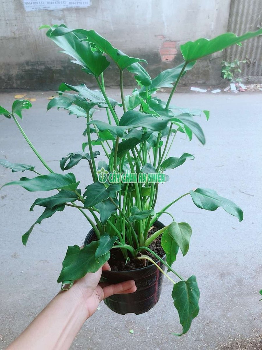 Cây Trầu Bà Chân Vịt