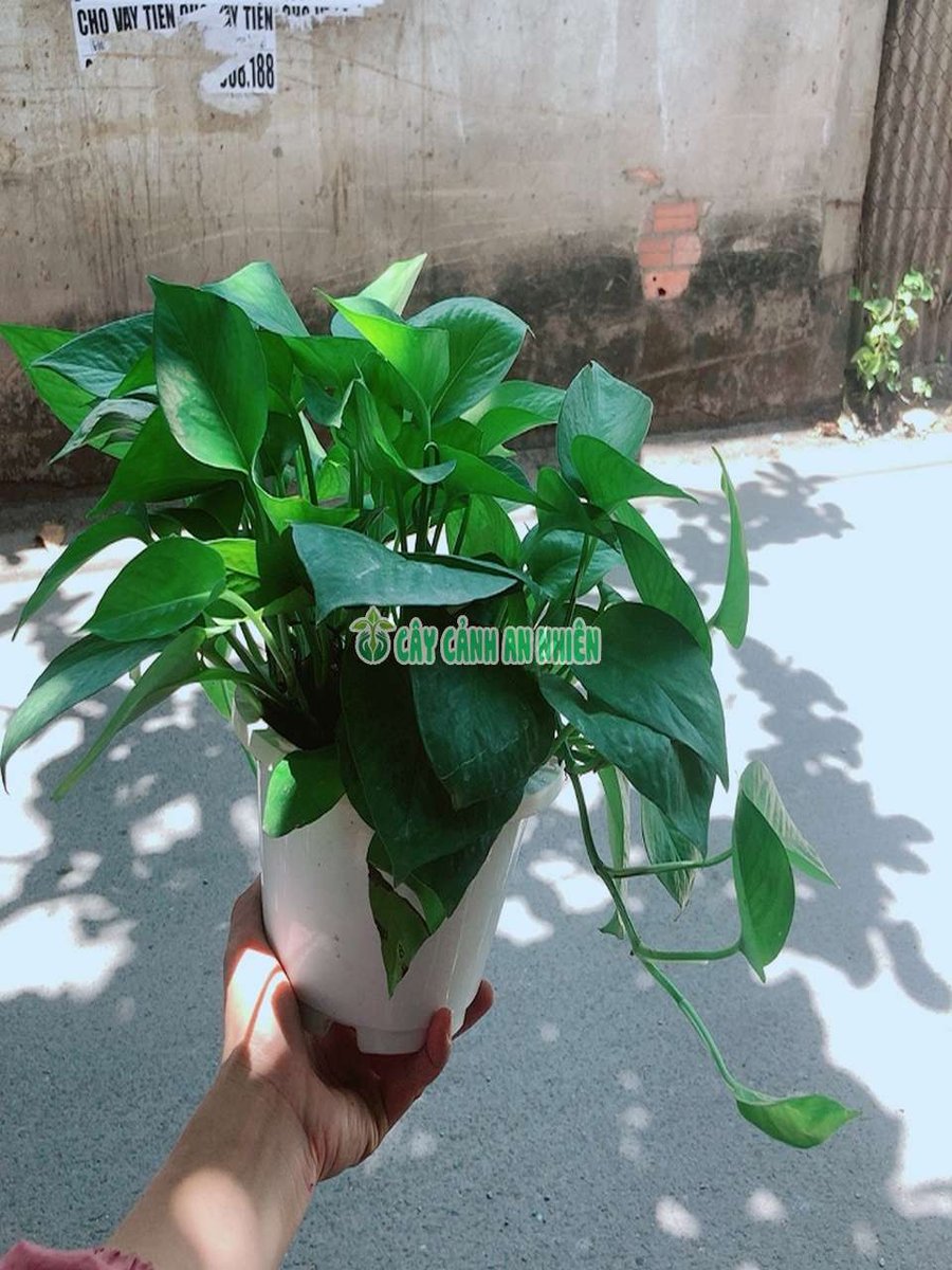 Cây Trầu Bà Thái Xanh