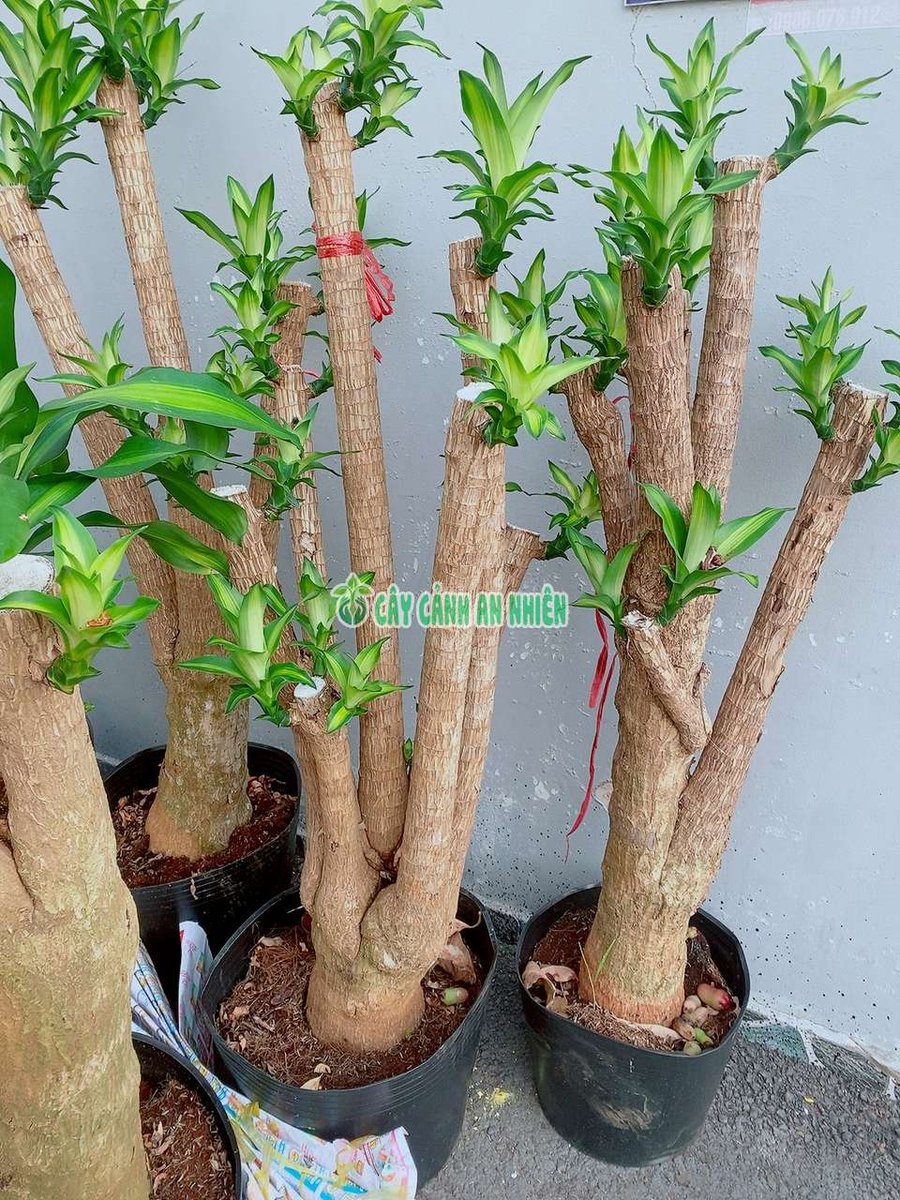 Cây Thiết Mộc Lan Gốc Cổ Thụ