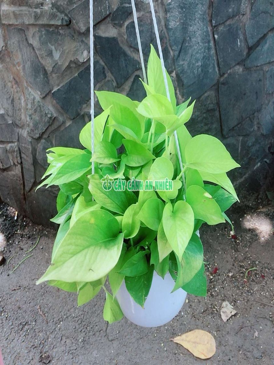 Cây Trầu Bà Thái Vàng