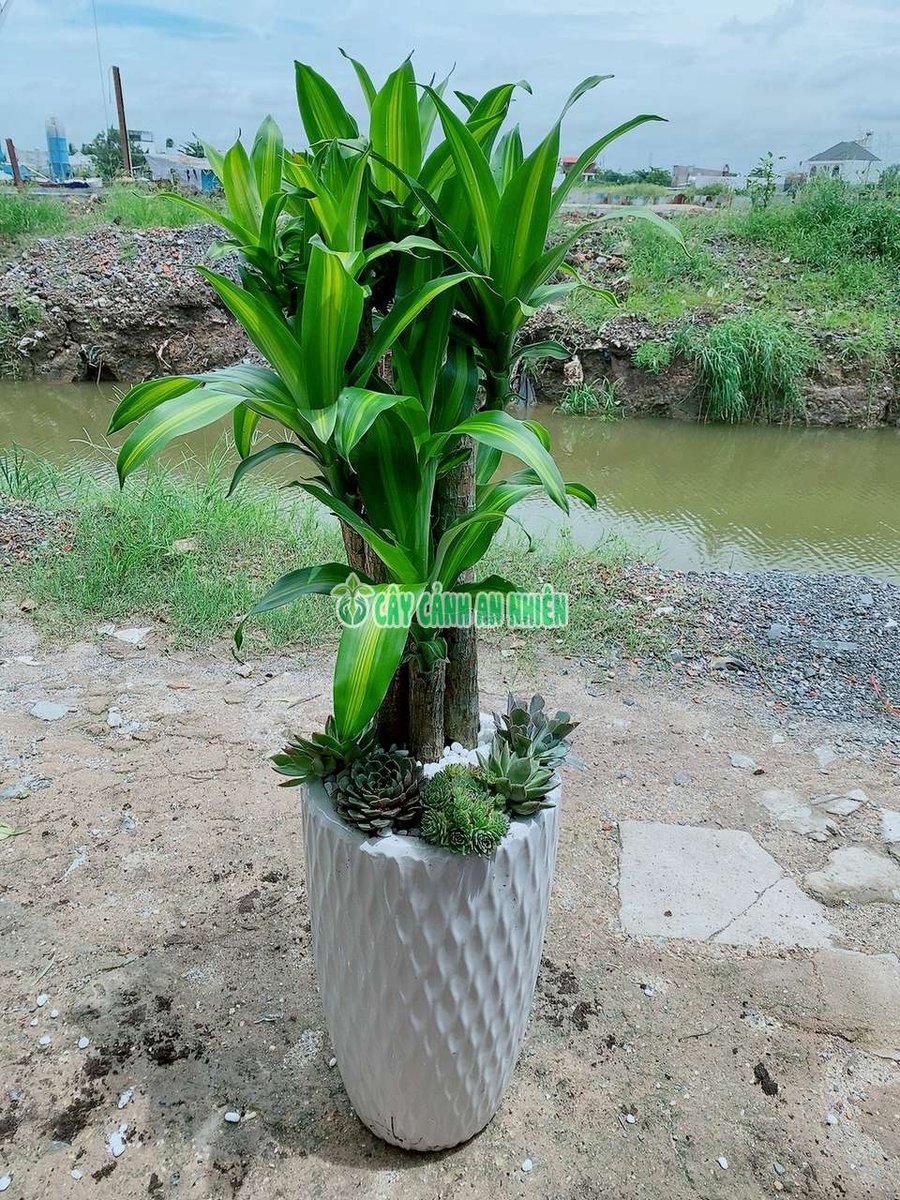 Cây Thiết Mộc Lan 5 Gốc