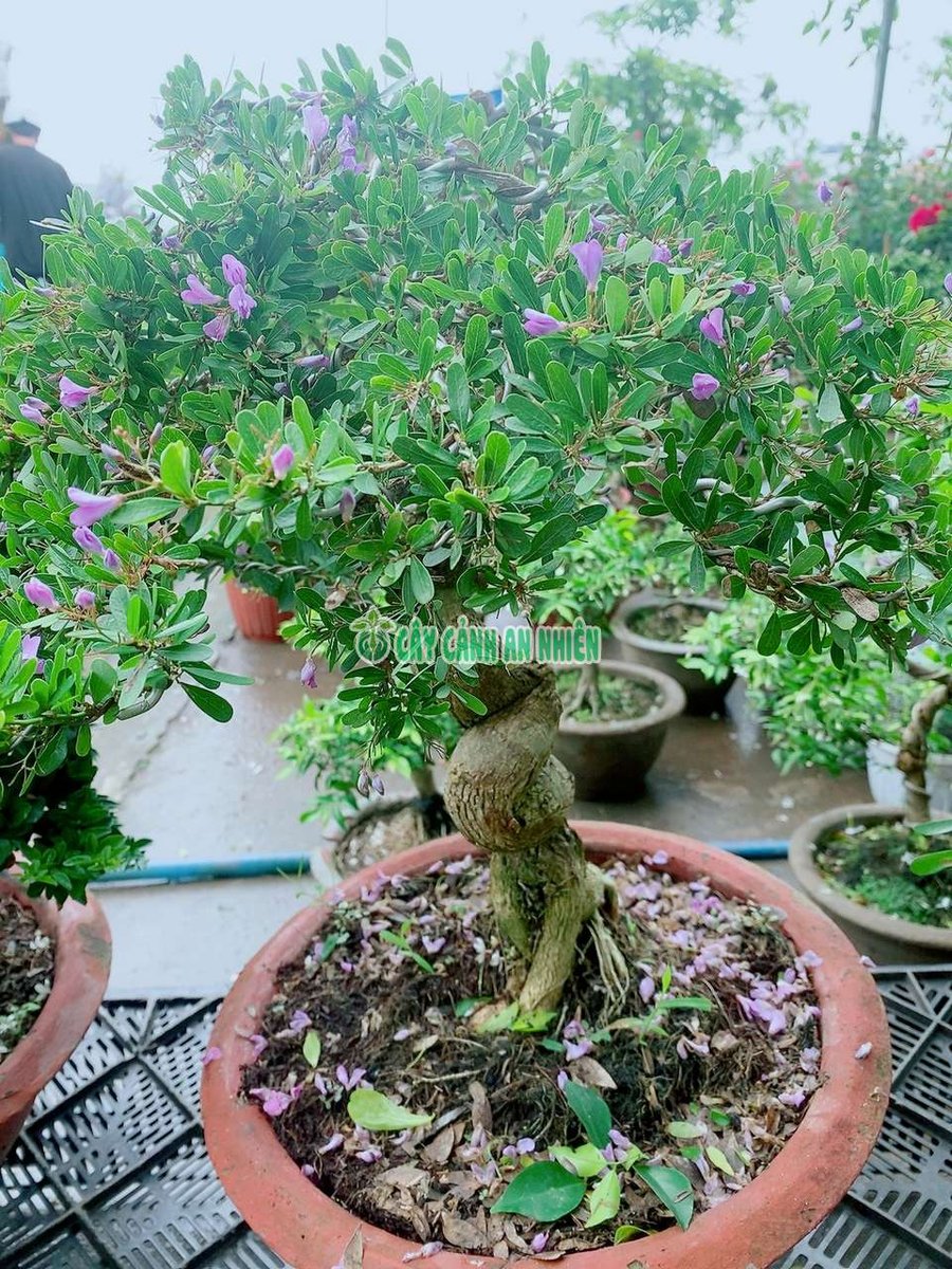 Cây Linh Sam 86 Lá Trung