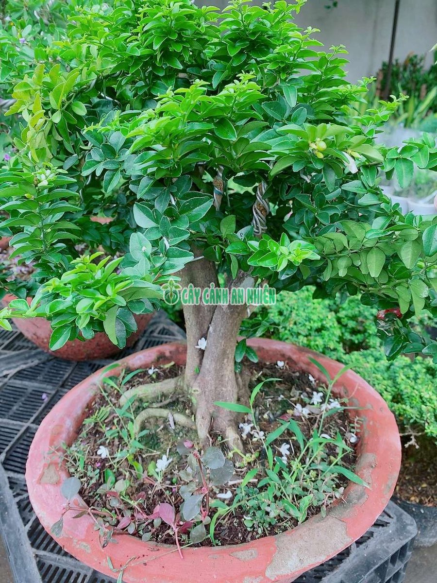 Cây Kim Quýt Bonsai