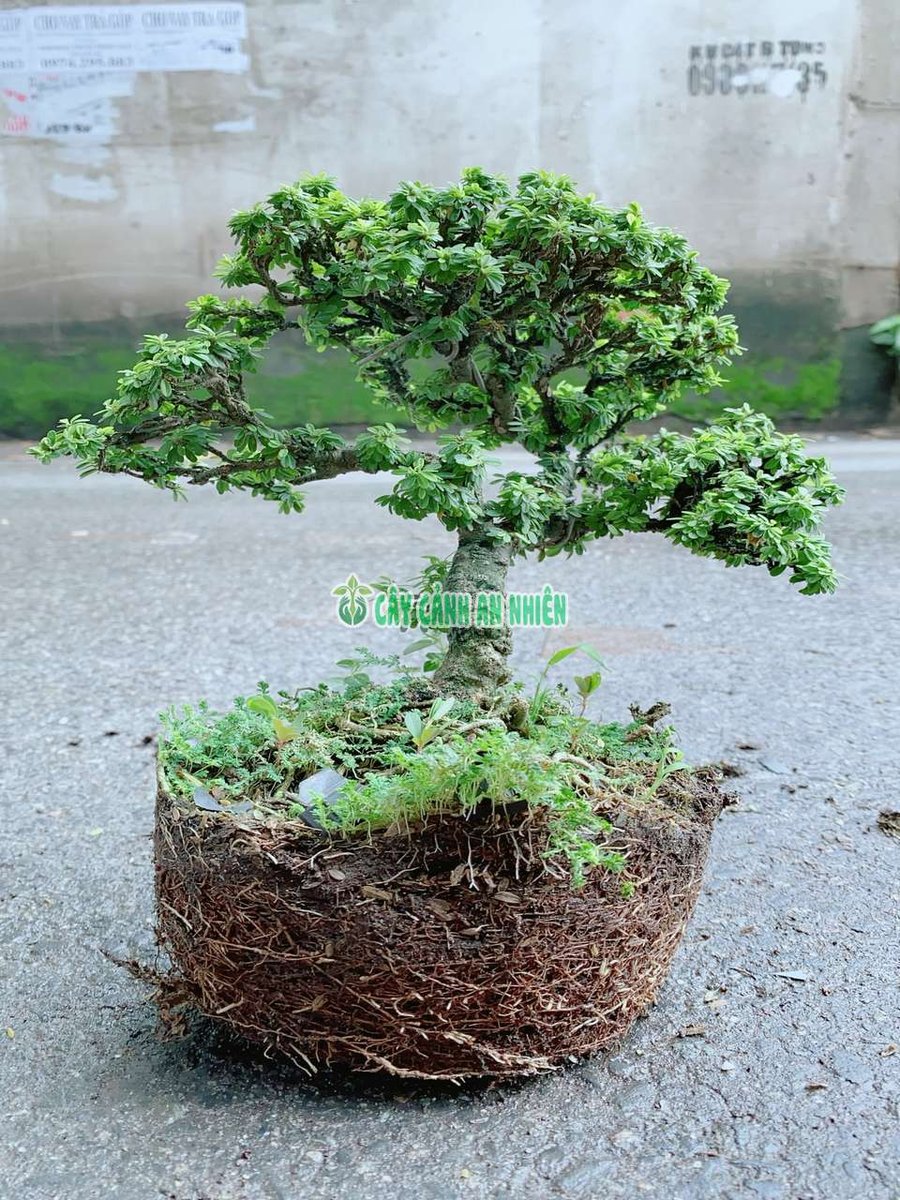 Cây Linh Sam Hạt Gạo