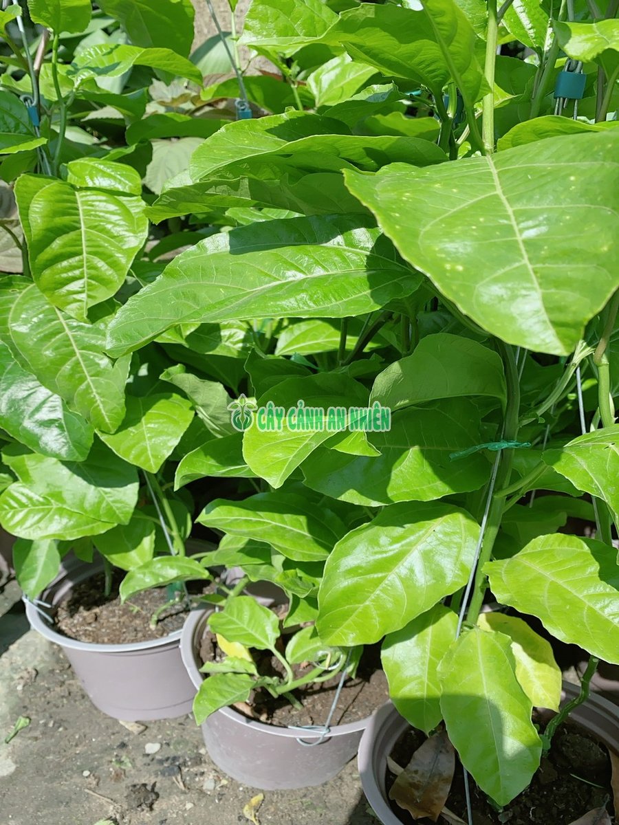 Cây Chanh Dây Leo