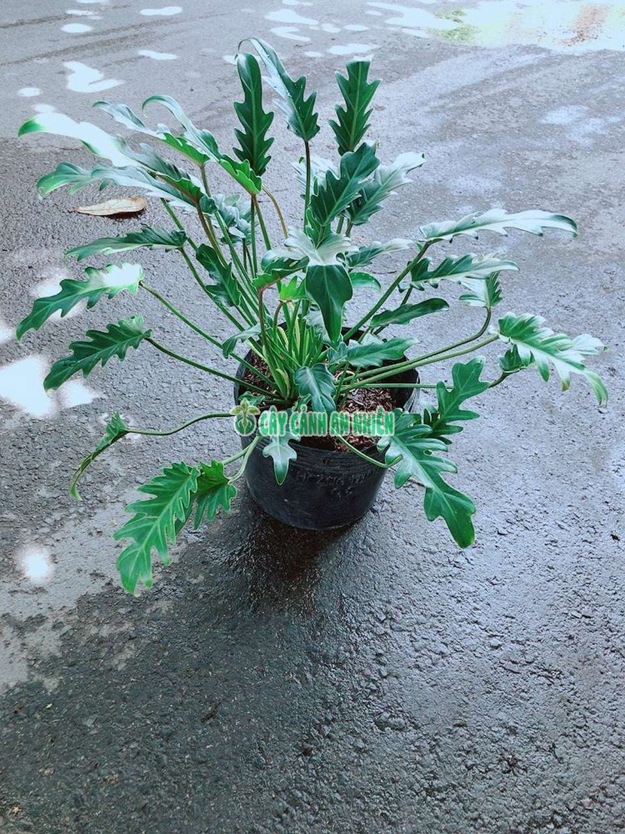 Trầu Bà Chân Vịt