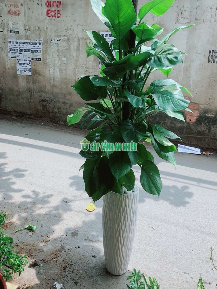 Chậu Trầu Bà Leo Cột Cao 1m4