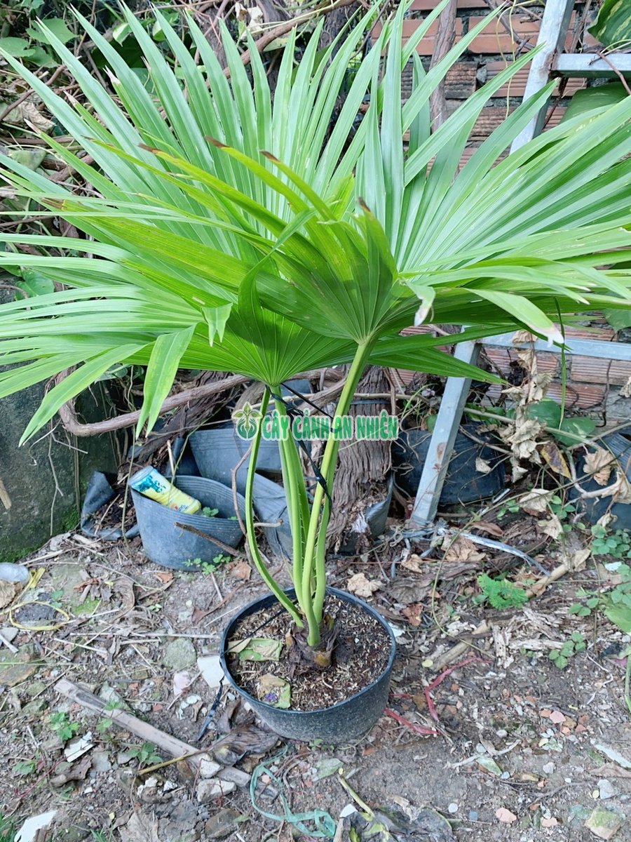 Cây Cọ Pháp