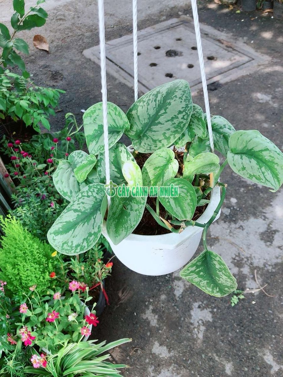 Chậu Trầu Bà Lụa