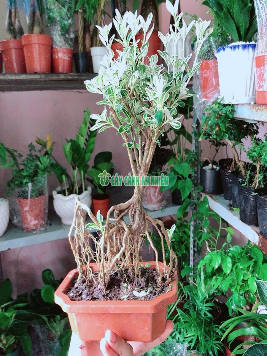 Cây Bạch Tuyết Mai