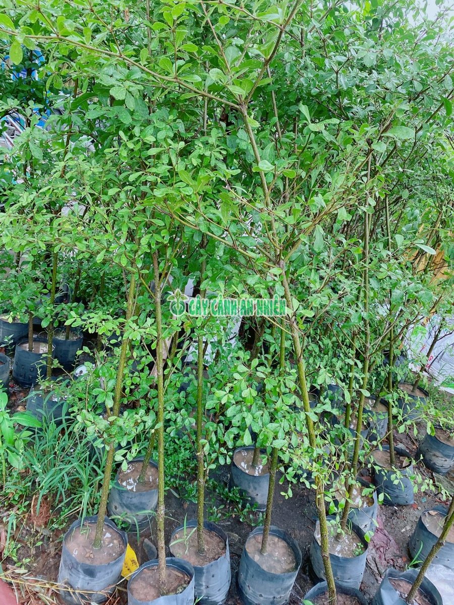 Cây Bàng Đài Loan Xanh Cao 1m5-2m