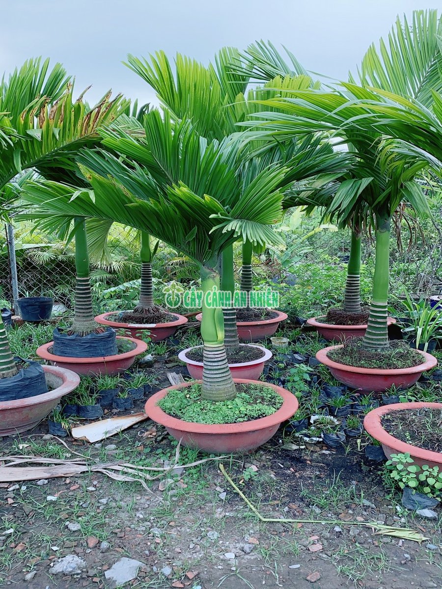 Cây Cau Vua Hàng Lớn