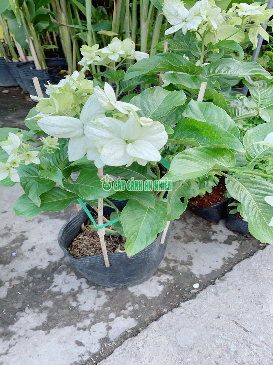 Hoa Cánh Bướm Trắng