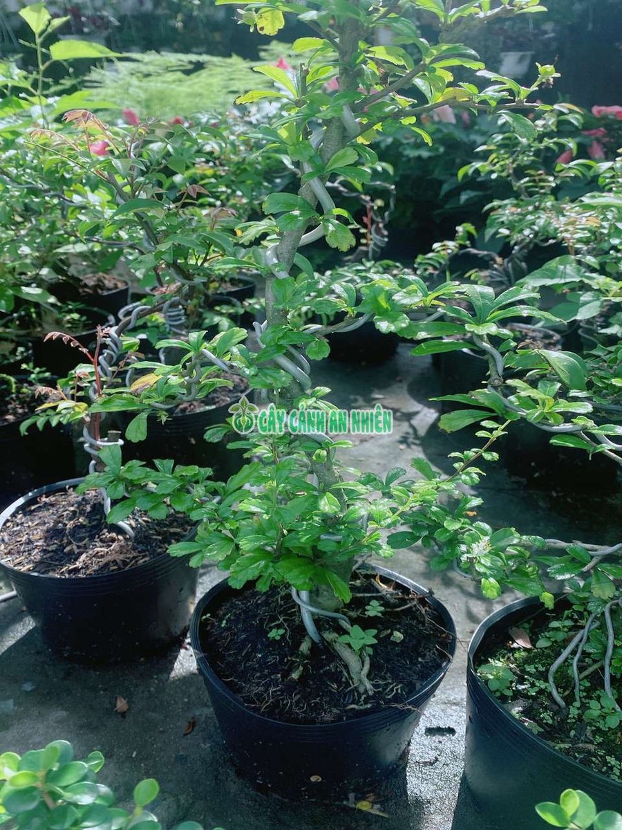 Cây Trà Phúc Kiếng Để Bàn