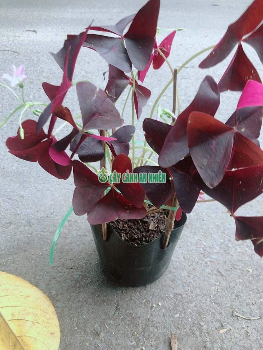 Cây Hoa Bướm Đêm