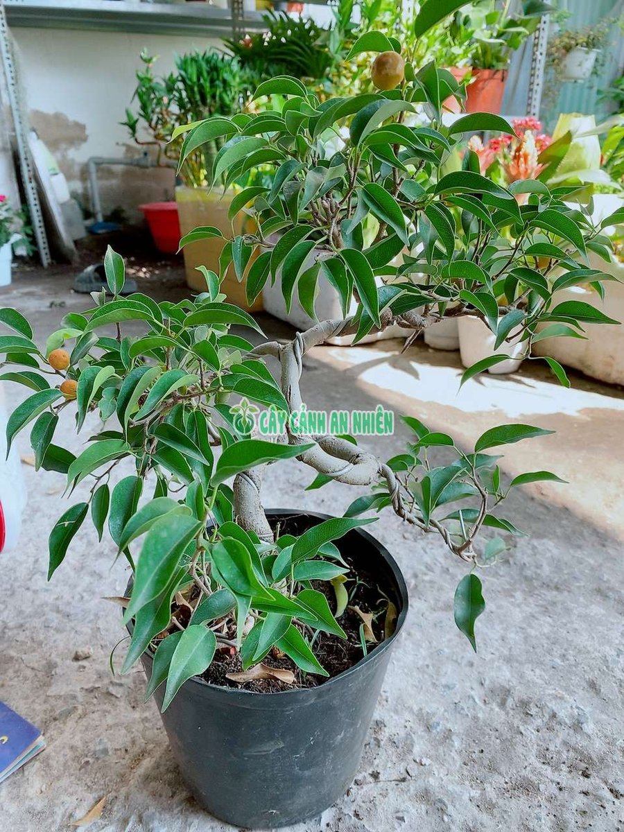 Cây Sanh Bonsai 50cm