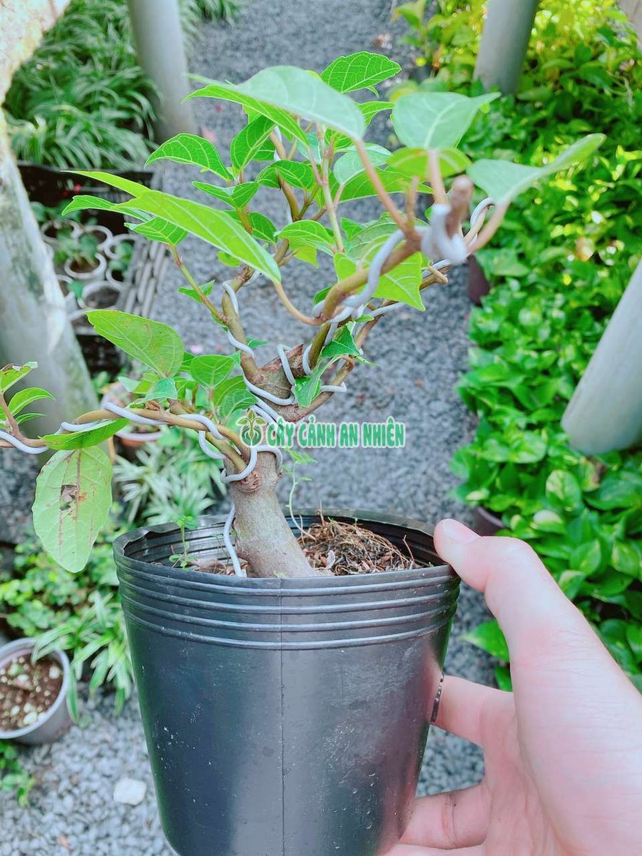 Cây Sung Bonsai Để Bàn 30cm