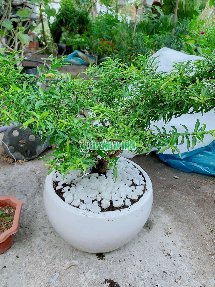 Cây Mai Chiếu Thủy Để Bàn