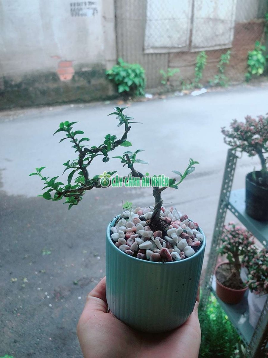 Cây Sam Hương Bonsai 15cm