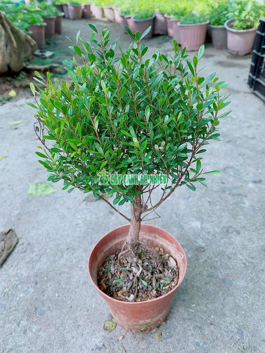 Cây Tiểu Diệp Xích Nam