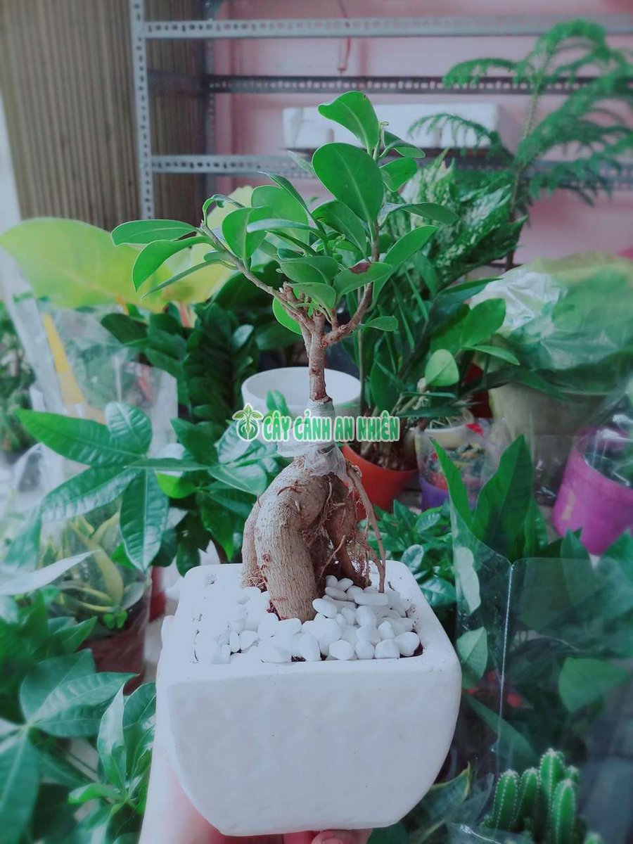 Cây Si Nhật