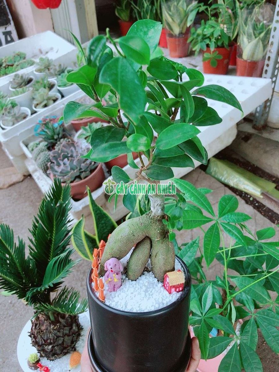 Chậu Cây Si Nhật Tiểu Cảnh Để Bàn